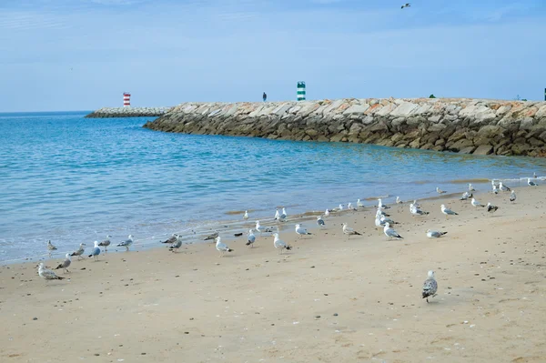 Hermosas gaviotas en la playa de arena sobre el cielo azul y el fondo marino — Foto de Stock