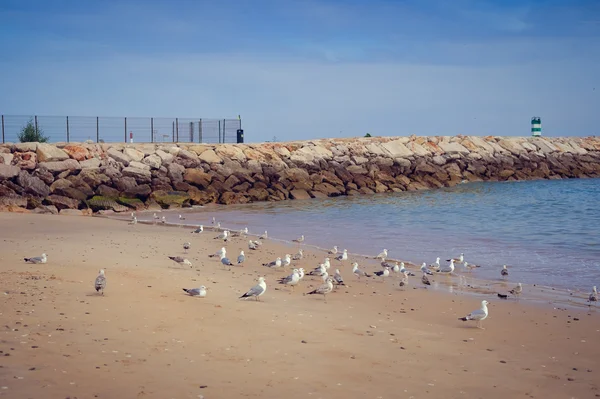 Seascape with seagulls fly over the ocean background — Stock Photo, Image