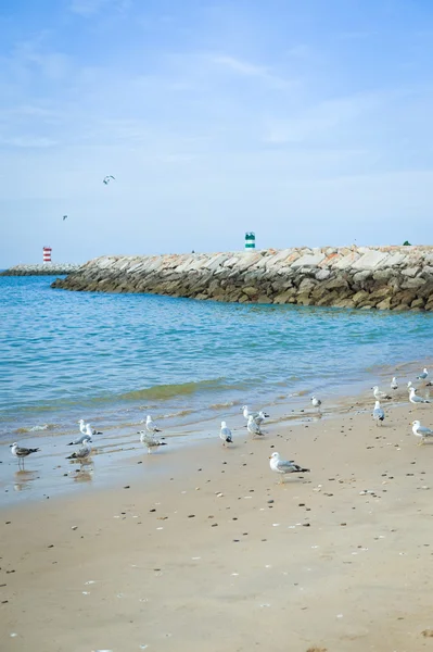 Hermosas gaviotas en la playa de arena sobre el cielo azul y el fondo marino —  Fotos de Stock
