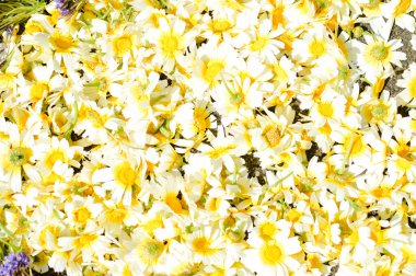 Güzel çiçek dekorasyon arka plan, üstten görünüm düz yatıyordu 