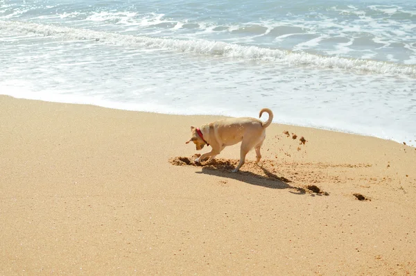 Köpek plaj arka plan üzerinde 