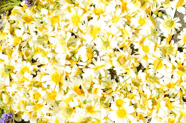 Güzel çiçek dekorasyon arka plan, üstten görünüm düz yatıyordu 