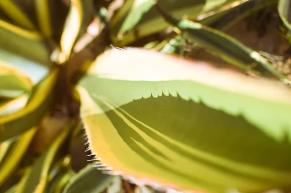 Verde parte closeup fundo de folhas espinhosas espinho arbusto cacto — Fotografia de Stock