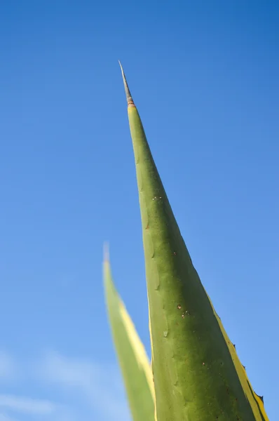 Bela planta agave verde sobre fundo céu azul — Fotografia de Stock