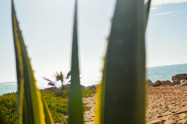 Schöne Aussicht auf das Meer durch Agavensisalana grüne Blätter — Stockfoto