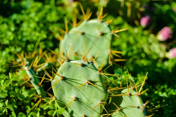 Cactus silvestres arbustos iluminados por el sol en verde al aire libre —  Fotos de Stock