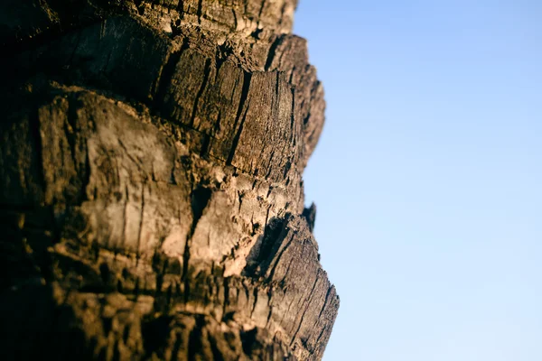 Gros plan sur la surface de l'arbre texture fond — Photo