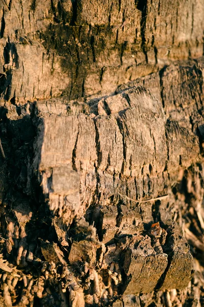 Detailní záběr na pozadí textury povrchu strom — Stock fotografie