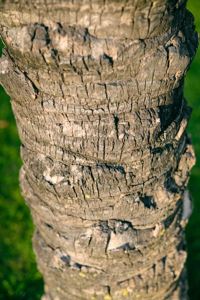 Detailní záběr na pozadí textury povrchu strom — Stock fotografie