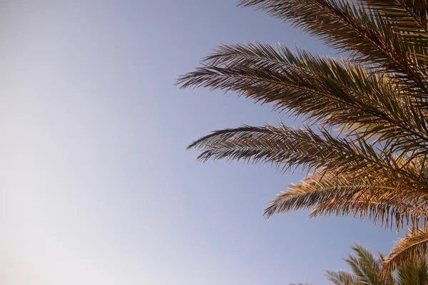 Schöne Zweige von Palmen, Hintergrund blauer Himmel — Stockfoto