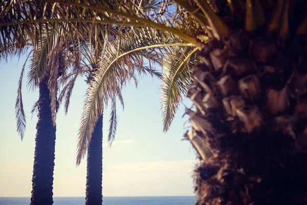Widok na palmy pozostawia nad niebieski niebo słoneczny — Zdjęcie stockowe