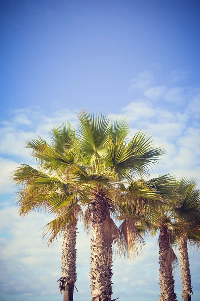 Blick auf Palmenblätter über blauen, sonnigen Himmel — Stockfoto