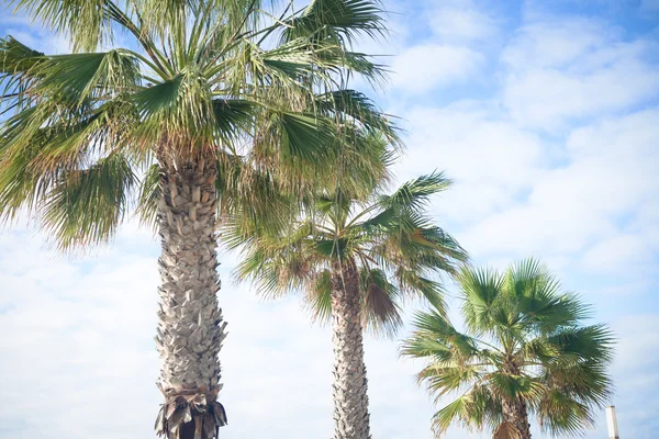 Экзотические пальмы в мягком свете летнего солнечного голубого неба фоне — стоковое фото