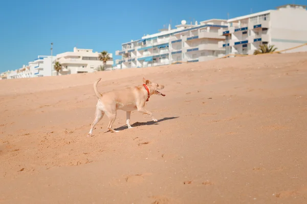 Dog at the beach on summer vacation holidays — Stock Photo, Image