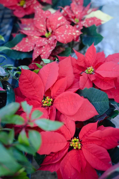 Closeup on beautiful red poinsettia. Christmas flower — Stock Photo, Image