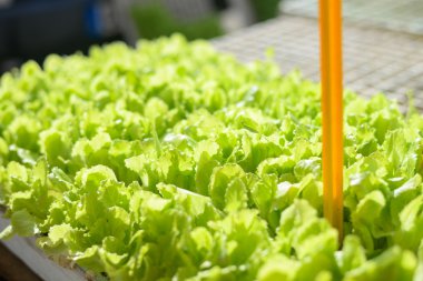 Closeup çiftlik veya çiftçi piyasasında salatası yeşil bitkiler üzerinde