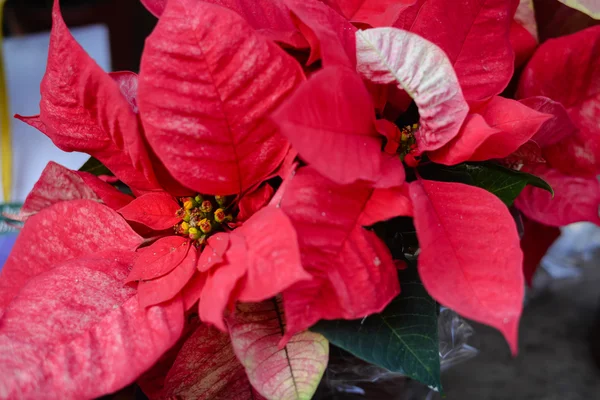 Closeup on beautiful red poinsettia. Christmas flower — Stock Photo, Image