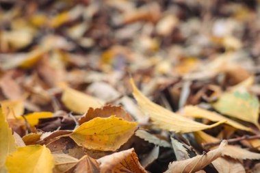 Sonbahar yapraklarının yere saçılmış yumuşak odaklı yakın çekimi, sıcak mevsimsel renkleri ve doğal dokuları gösteriyor. Geçmişler, mevsimsel kavramlar, doğa temaları ve çevresel betimlemeler için uygundur.