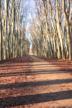 Simetrik ağaç, düşen sonbahar yapraklarıyla kaplı ve yumuşak doğal güneş ışığıyla aydınlatılmış. Güçlü perspektif ve derinliğe sahip huzurlu bir açık hava sahnesi, doğa için ideal, sağIık, farkındalık, seyahat, ve mevsimsel arka plan kavramları.