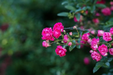 Küçük bahçe gülleri bulanık bir arkaplan karşısında kırmızı ve pembedir. Düğün çiçekleri. Çiçek süsleme. Pankart, poster. Doku, arkaplan, desen