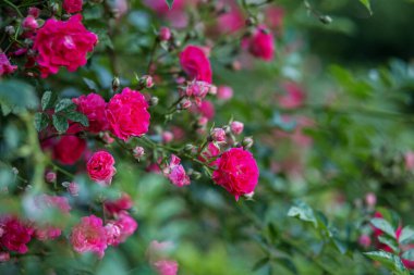 Küçük bahçe gülleri bulanık bir arkaplan karşısında kırmızı ve pembedir. Düğün çiçekleri. Çiçek süsleme. Pankart, poster. Doku, arkaplan, desen
