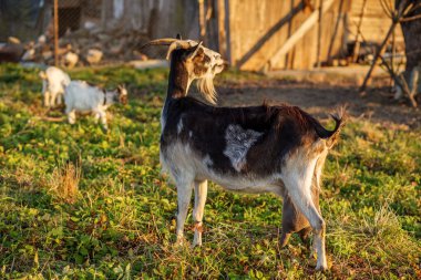 Genç keçiler tarımsal yaşamın sembolü olan arka planda otlarken, gün ışığında ahşap ahırın yanında duran sakallı yetişkin keçi..