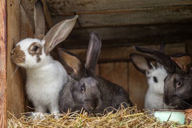 Kırsal bir ahşap kulübenin içinde karışık kürk renginde dinlenen ve samanla beslenen bir grup evcil tavşan..