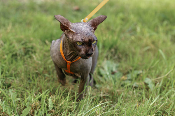 Бесшерстная кошка Сфинкс в оранжевой упряжке, стоящая в высокой зеленой траве, выглядящая сфокусированной и бдительной во время прогулки на поводке.