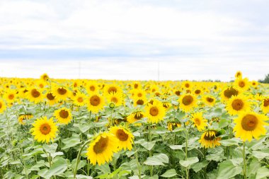Geniş bir alanda çiçek açan ayçiçekleri yeşil sapları ve parlak sarı yaprakları bulutlu bir günde ufka kadar uzanıyor..
