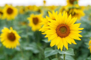 Yazın yemyeşil bir alanda daha fazla çiçeğin bulanık arkaplanı ile keskin detaylarıyla parlak sarı ayçiçeği.