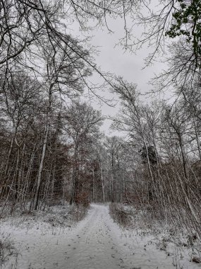 Karlı ormanın kış manzarası, karla kaplı ağaçlarla kaplı bir patika. Kış havası konsepti