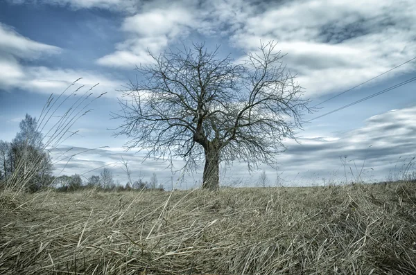 Árvore velha solitária em um campo — Fotografia de Stock