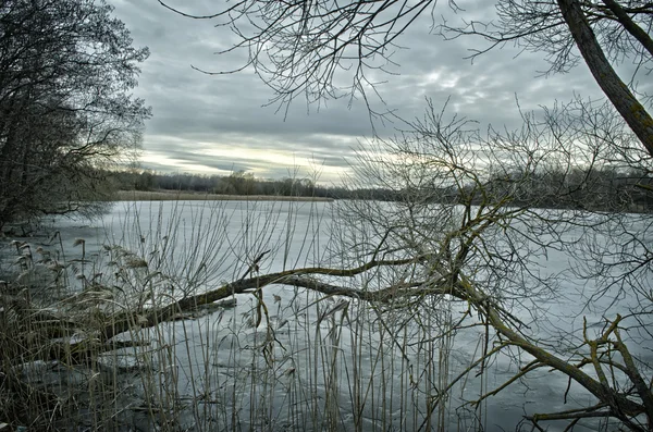 Ramos de árvores e o lago — Fotografia de Stock