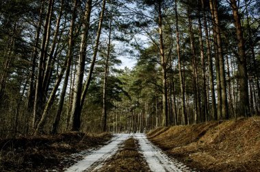 yol orman ve nadir kar