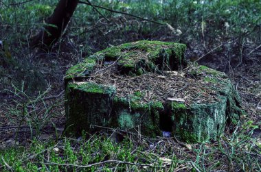 Ormanda yeşil eski ağaç kütüğü