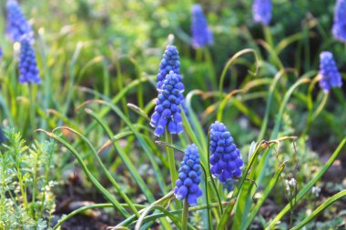 Üzüm sümbül makro