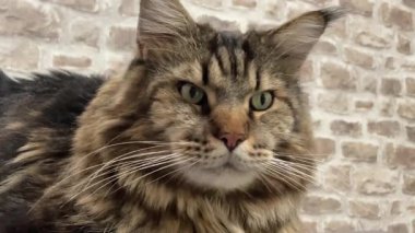 Büyük, dost canlısı, nazik ve nazik bir evcil hayvan, bir Ukrayna Rakun kedisi