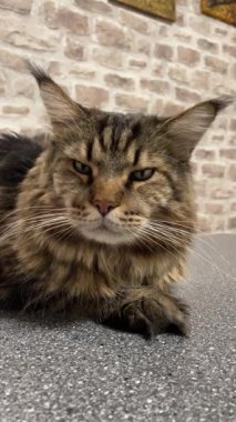 Büyük, dost canlısı, nazik ve nazik bir evcil hayvan, bir Ukrayna Rakun kedisi