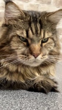 Büyük, dost canlısı, nazik ve nazik bir evcil hayvan, bir Ukrayna Rakun kedisi