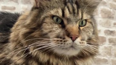 Büyük, dost canlısı, nazik ve nazik bir evcil hayvan, bir Ukrayna Rakun kedisi