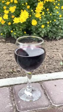 glass of red wine on the cobblestones, autumn yellow chrysanthemum flowers, beautiful