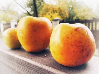 sulu, iştah açıcı Ukrayna elmaları doğada, bahçede, organik meyveler, sağlıklı yiyecekler, Ukrayna