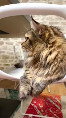 Büyük, dost canlısı, nazik ve nazik bir evcil hayvan, bir Ukrayna Rakun kedisi