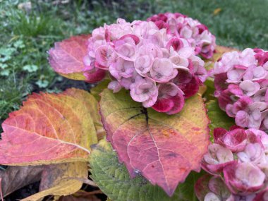 Ukrayna bahçesinde solan güzel ortanca çiçeği, sarı ve kırmızı yapraklar