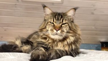 Büyük, gururlu, kendine güvenen, narsist, dost canlısı, nazik ve çok nazik bir evcil hayvan, Ukrayna Rakun Kedisi.