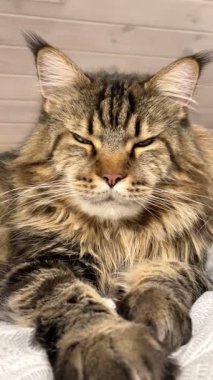 Büyük, gururlu, kendine güvenen, narsist, dost canlısı, nazik ve çok nazik bir evcil hayvan, Ukrayna Rakun Kedisi.