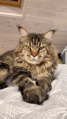 Büyük, gururlu, kendine güvenen, narsist, dost canlısı, nazik ve çok nazik bir evcil hayvan, Ukrayna Rakun Kedisi.