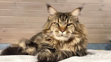 Büyük, gururlu, kendine güvenen, narsist, dost canlısı, nazik ve çok nazik bir evcil hayvan, Ukrayna Rakun Kedisi.