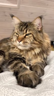 Büyük, gururlu, kendine güvenen, narsist, dost canlısı, nazik ve çok nazik bir evcil hayvan, Ukrayna Rakun Kedisi.