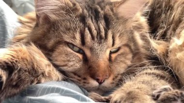 Evcil hayvan, kedi, büyük kedi Maine Rakunu